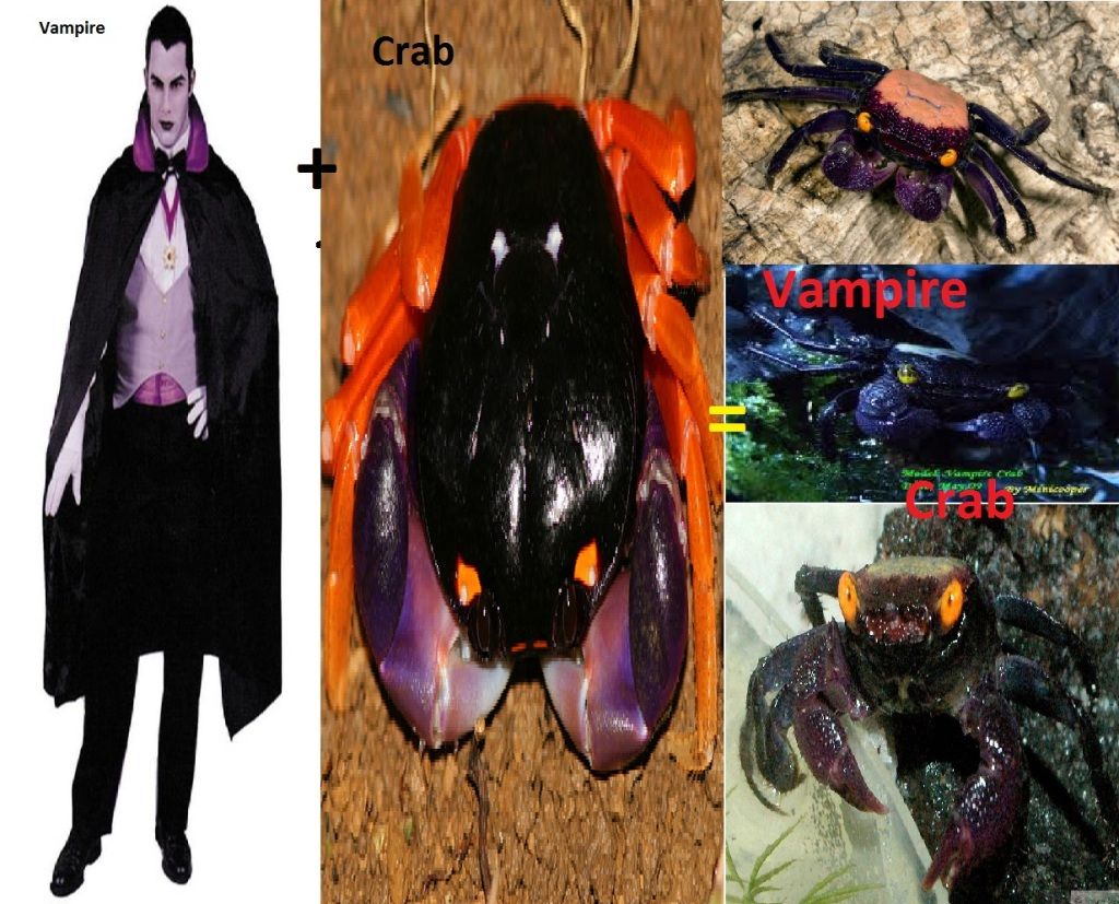 ShiJie Is Unstoppable Vampire Crabs facts